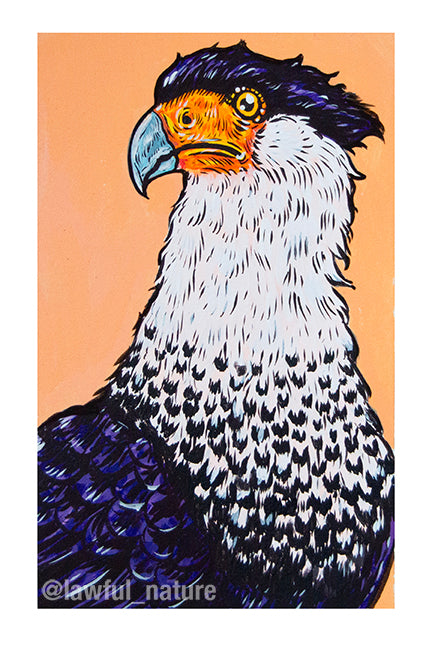 Caracara Archival Print, 6x9"