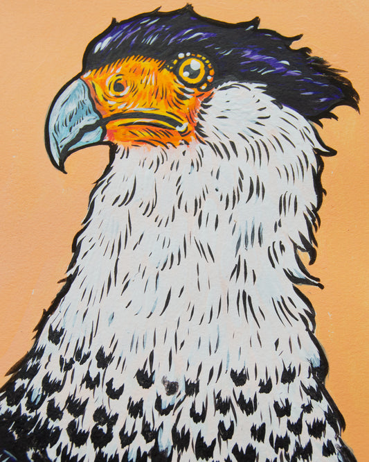 Caracara Portrait Original